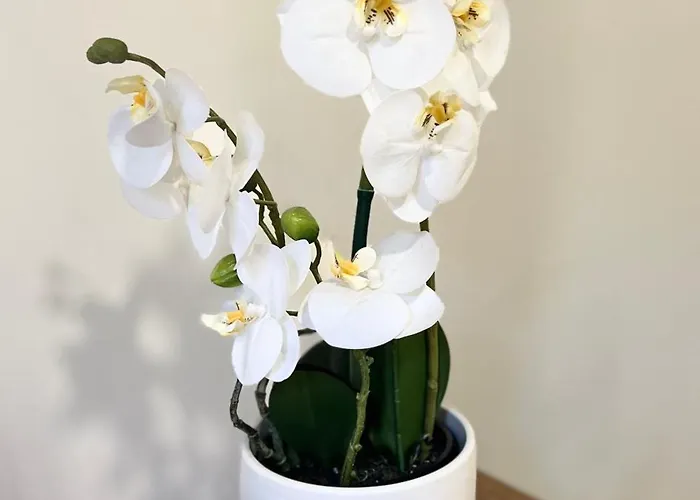 Studette De 17m2 Avec Parking Prive Gratuit Climatisation Et Petite Cuisine 4* 芒通